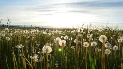 Agentic Scent Discovery Engine technical screenshot